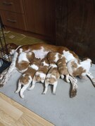 Бретон Эпаньоль