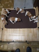 Бретон Эпаньоль